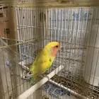 ذكر روز منتج  جوز روز منتج مكينه عندي