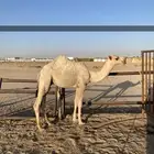 قعود فحل صاهودي مفرود اشقح
