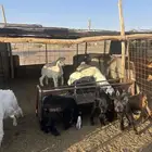 ذبايح تيوس وجفار وحريات خرفان مراح نظف وعلف مظيف