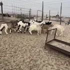 رخال سواكن طيببه
