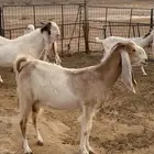 للبيع معزا مطوره صنف طيبه