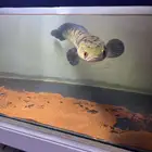 snake fish. fast sell