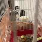 فرخ كروان البف للبيع