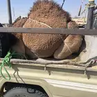 للبيع القعدان الكفو البلدي