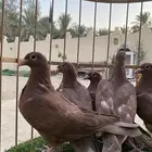 زاجل كارل مولمينز