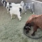 للبيع تيوس