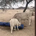 خميس مشيط القاعه