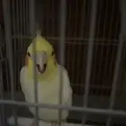 للبيع عصفور كروان و كناري