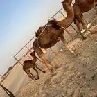 اعرض لكم ناقتين حمر دهم خلفه ولقحه ( تم البيع )