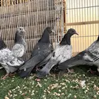 طبات باكستاني بيور