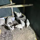 دجاج تركي اللوان تفتح النفس ماشاء الله والبيع سمح