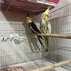 زوج كوكتيل منتج للبيع