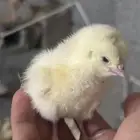 صوص دجاج بلدي