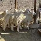 طليان بريه من إنتاج المراح