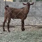 تيس ادهم مشروع فحل