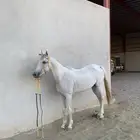 حصان شعبي منوت القاني