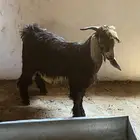 تيس