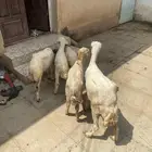 للبيع نعجه منتوج وقروب وثنتين رخيل وكبش