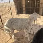 طلي طيب عمر 10 شهور