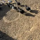 القصيم البدايع