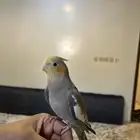 كروان العمر 5 شهور أليفه