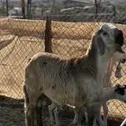 سواكني درماني فحل