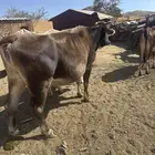 بقره المانيه للبيع