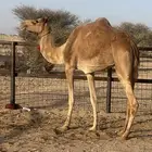 ناقه حمراء مشروطه