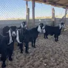 معزاء عوارض