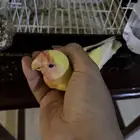 روز ذكر لاتينو تربيه