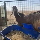 جفرات حيل فاخرات