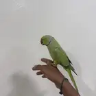 للبيع ذكر دره