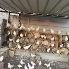 حمام فرنسي