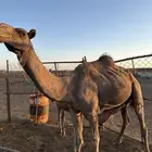 ناقتين فطر بعيالها