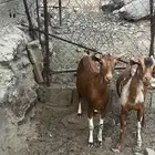 ماعز