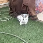 ثلاث أرانب للبيع