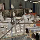 حمام سلفر وفرنسي