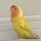 روز اصفر انثى