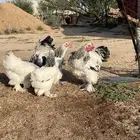 دجاج براهما