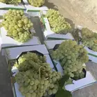 عنب النماص بدوه