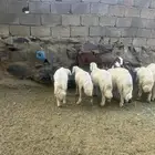 جدعان كفو