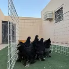 دجاج براهما مستويات تم للبيع