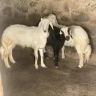 خرفان كفو