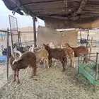 طليان سواكن