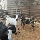 تيوس جنوبه وتيس عارضي
