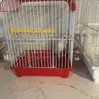 طيور روز البينو هدد (تم البيع)