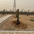 نخل مثمر للبيع مع الغرس بالموقع