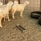 للبيع جذعات حري