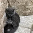 قط لتبني قرية العليا وفي توصيل النعيرية معى أكل ولتربوكس