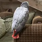 كاسكو ضايع بشرق الرياض